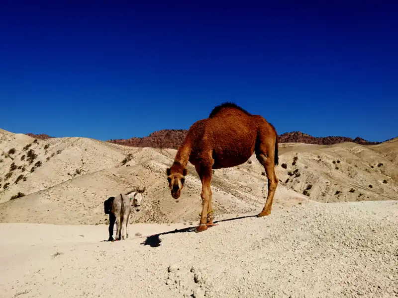 Kamel und Esel in der Wüste.