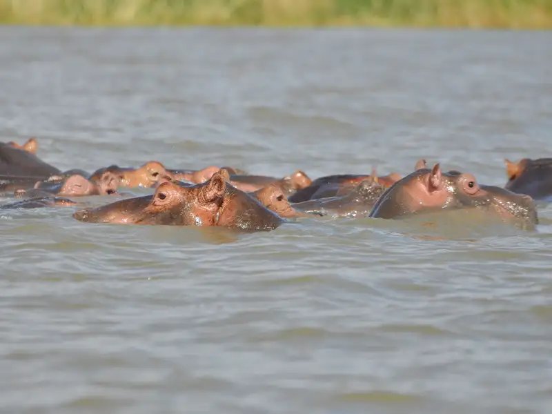 Flusspferde im Wasser.