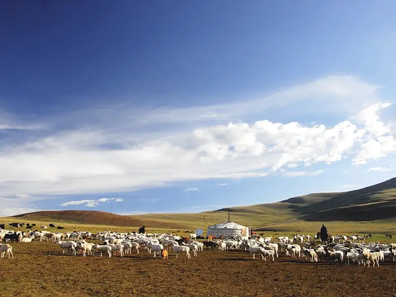 Eine Herde Schafe und Ziegen grast in der Nähe einer Jurte auf einer weiten Ebene.