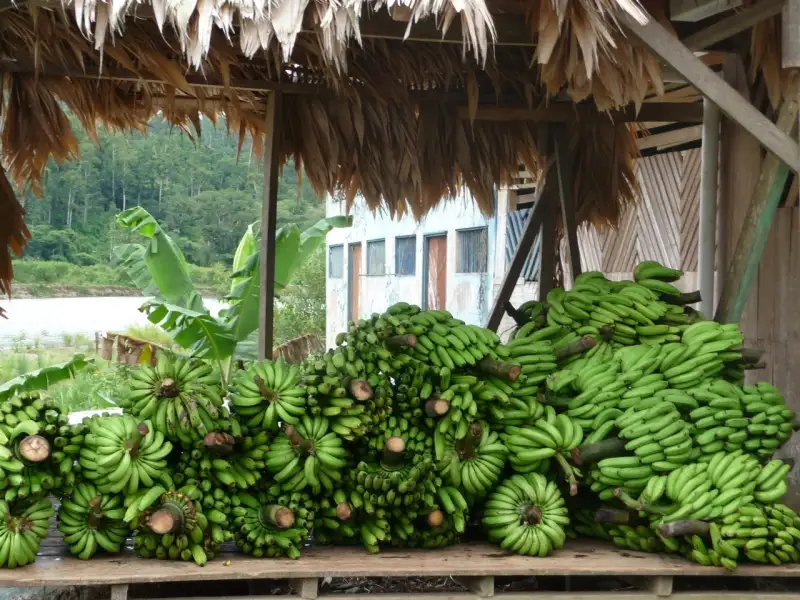 Grüne Bananenstauden auf einer Plattform unter einem Strohdach.