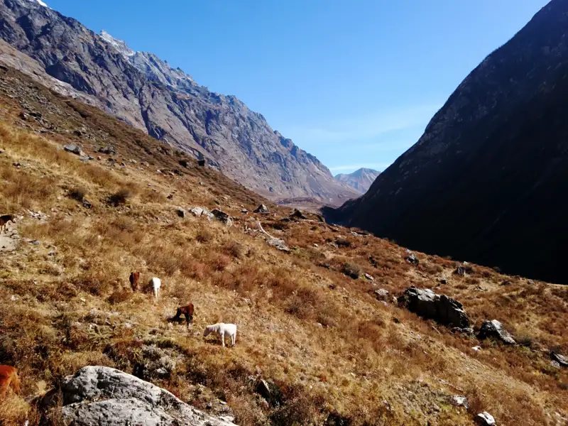 Pferde grasen auf einer hochgelegenen Bergwiese im Himalaya.