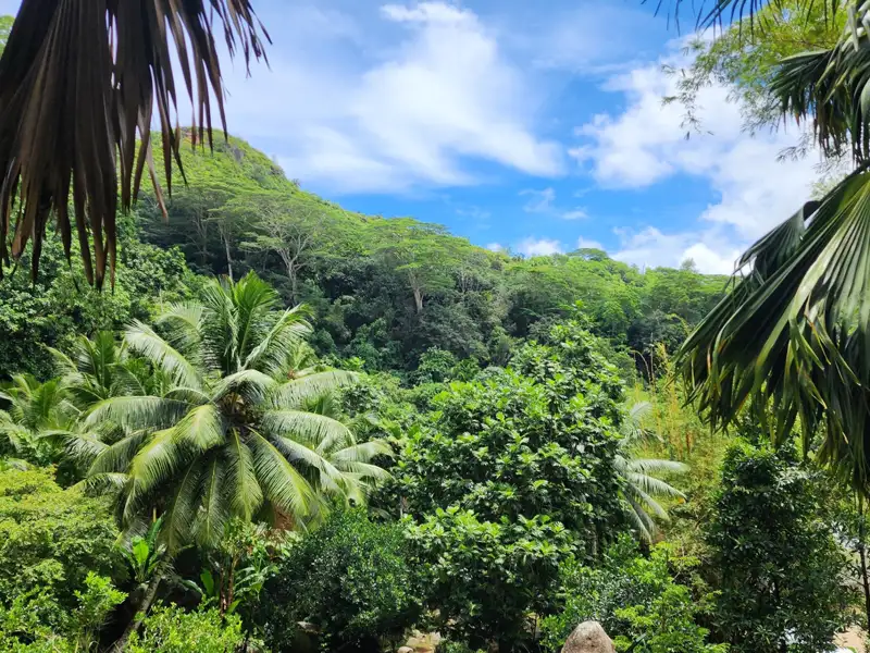 Dichter tropischer Dschungel mit Palmen, üppigem Grün und blauem Himmel.