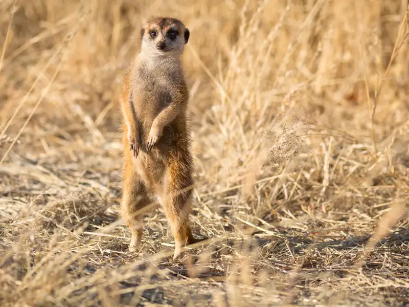 Ein Erdmännchen steht aufrecht und wachsam im trockenen Grasland.