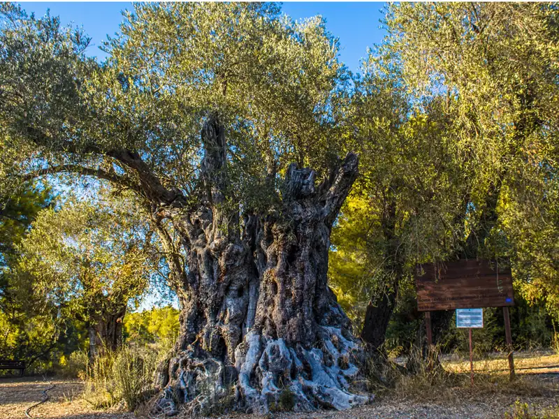 Alter Olivenbaum mit knorrigem Stamm