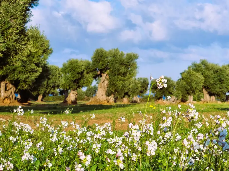 Weiße Wildblumen blühen auf einer Wiese vor einem Hain knorriger Olivenbäume.