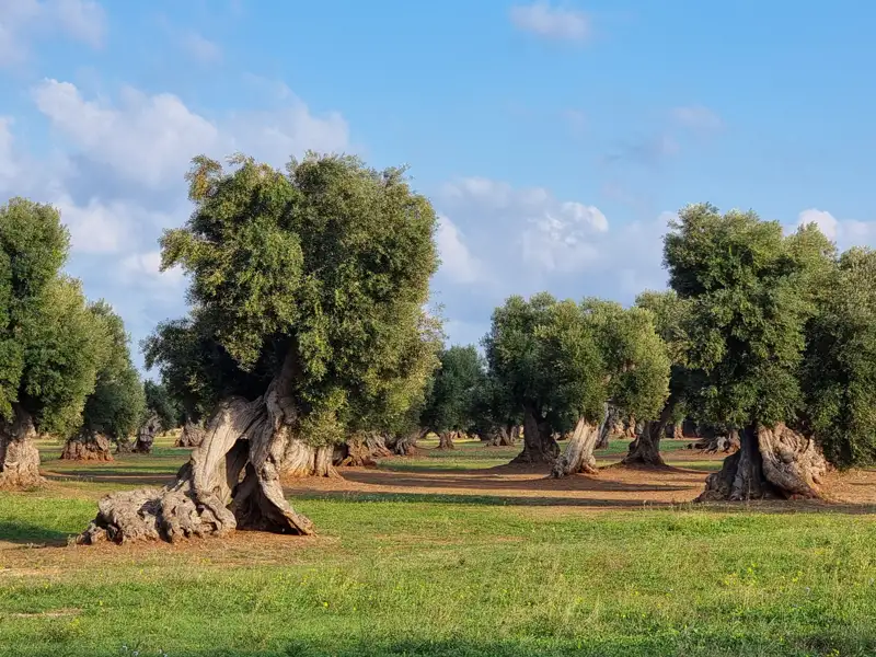 Olivenbäume in einem Hain.