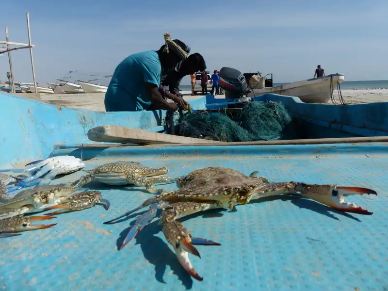 Blaue Krabben, der Fang des Tages, liegen in einem Fischerboot am Strand.