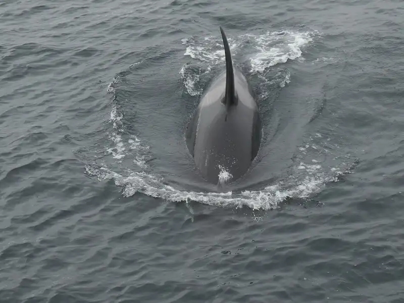 Rückenflosse eines Schwertwals im Wasser.