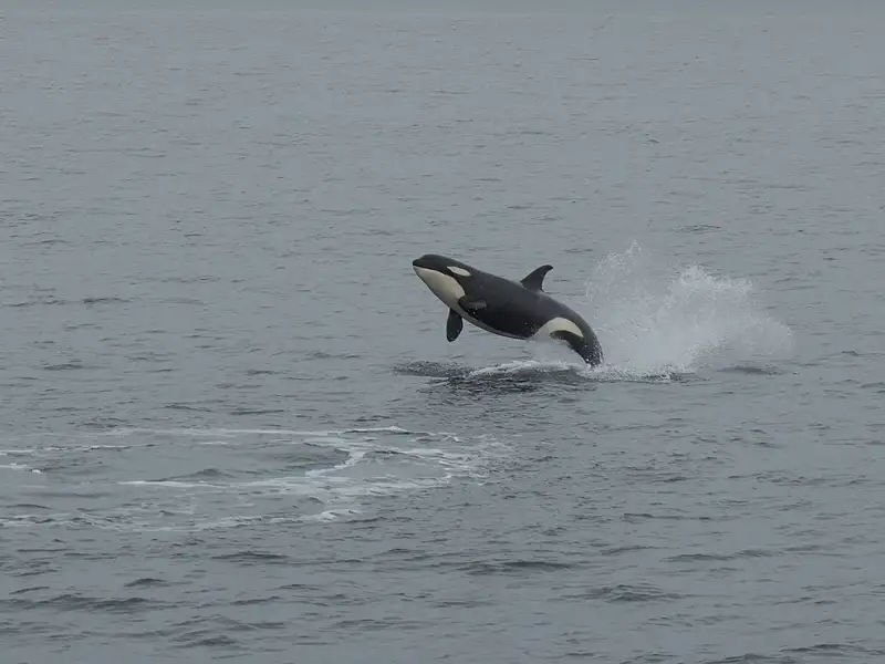 Ein Orca springt während der Reise aus dem Wasser.