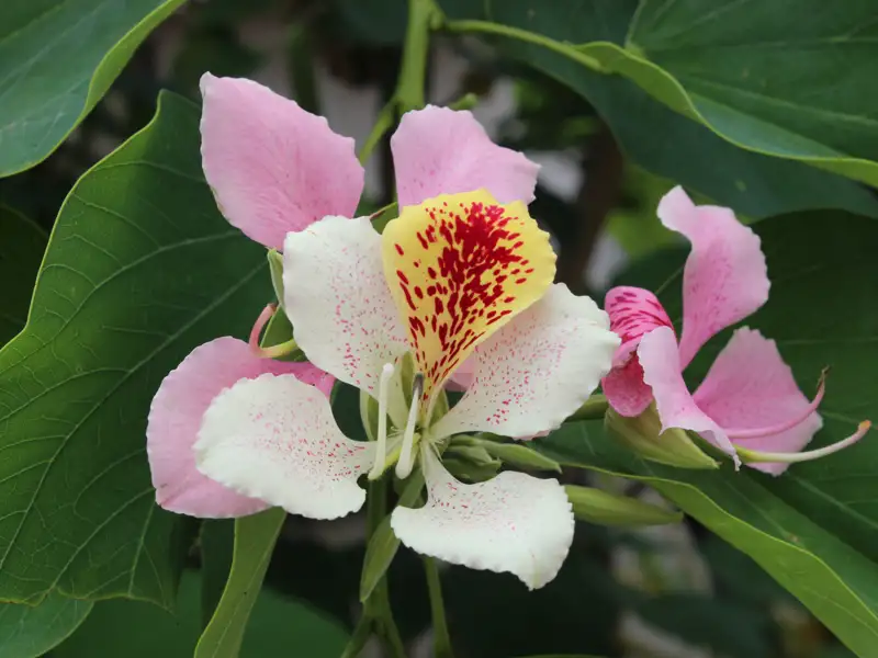 Nahaufnahme einer exotischen Blüte mit rosa, weißen, gelben und roten Markierungen.