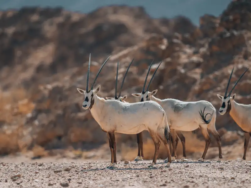 Arabische Oryxantilopen in der Wüstenlandschaft.
