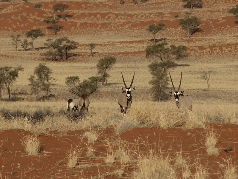 Drei Oryxantilopen in ihrem natürlichen Lebensraum, einer trockenen Wüstenlandschaft.
