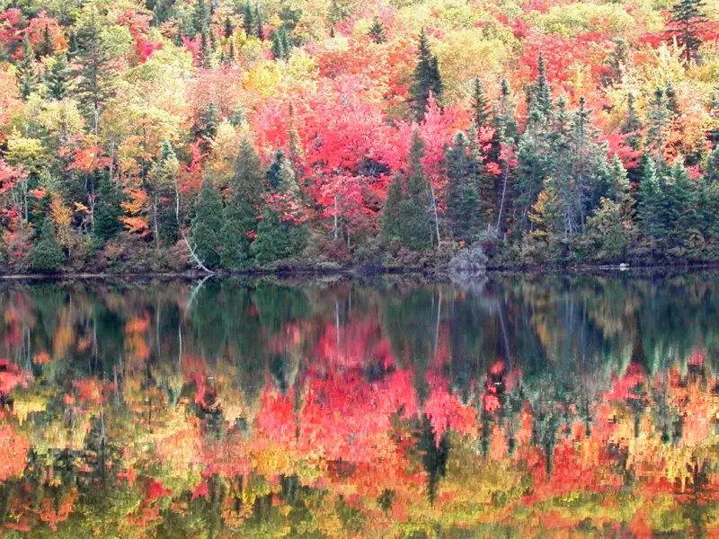 Spiegelung von herbstlich gefärbten Bäumen in einem See.