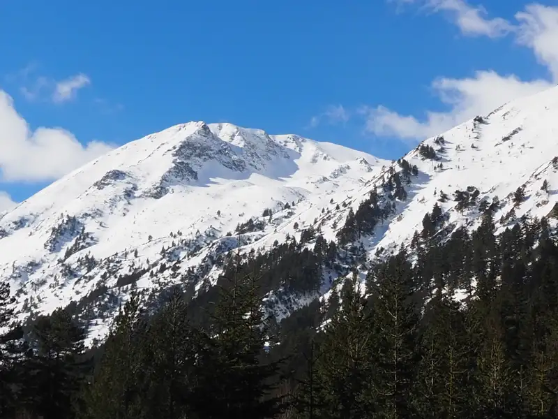 Schneebedeckte Berggipfel und Tannenwald