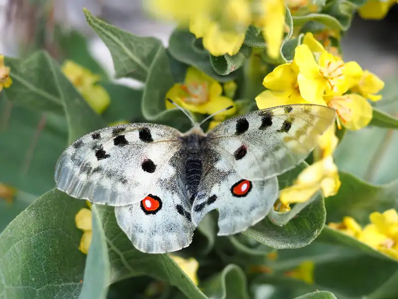 Weißer Schmetterling mit schwarzen und roten Punkten auf gelber Blume.