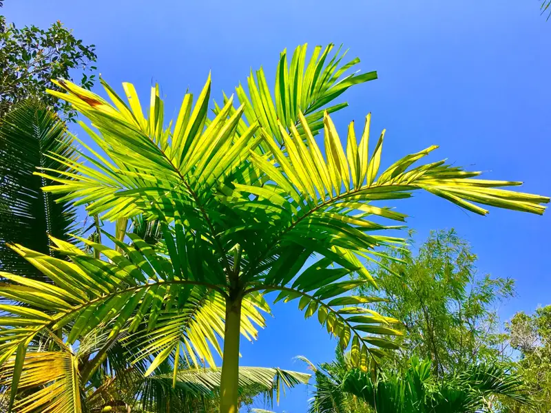 Palmblätter im Sonnenschein gegen den blauen Himmel.