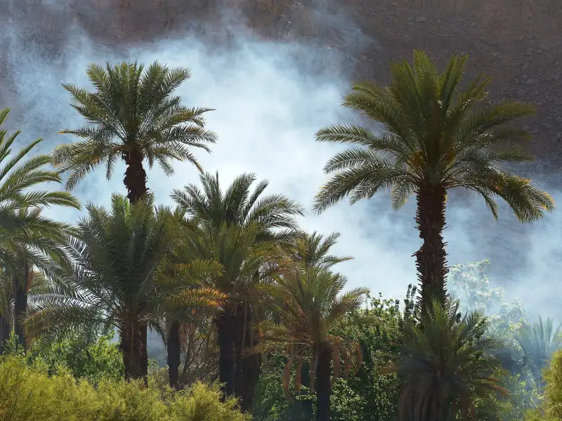 Palmen in einer Oase, im Hintergrund ist Rauch zu sehen.
