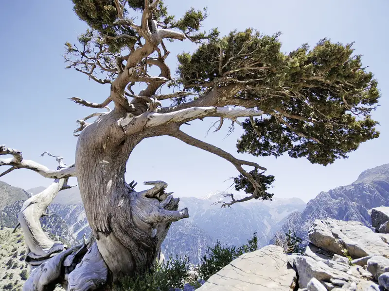 Knorriger Baum am Rande einer Klippe mit Blick auf ein Gebirgstal.