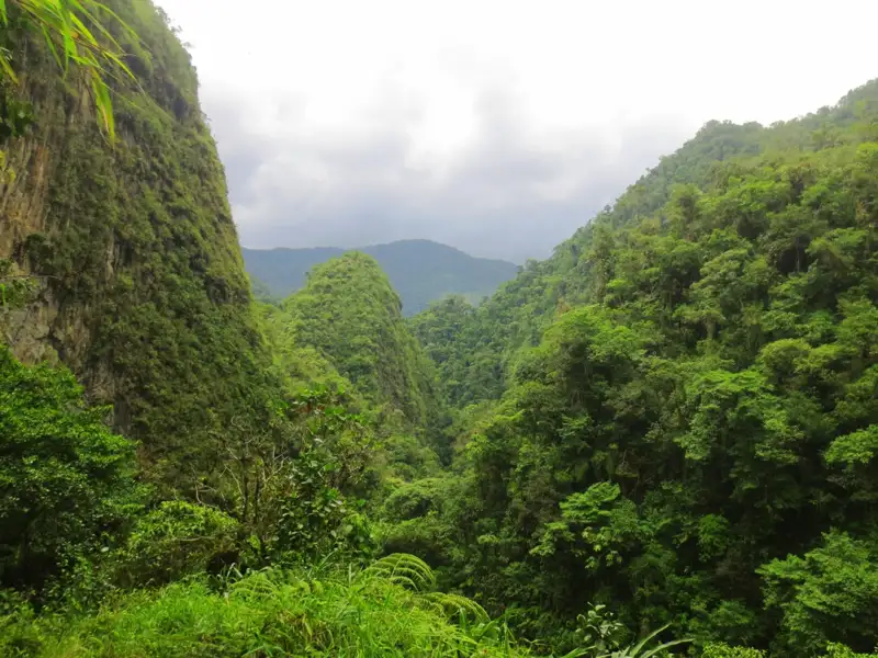 Üppige, grüne Vegetation und bewaldete Hügel.