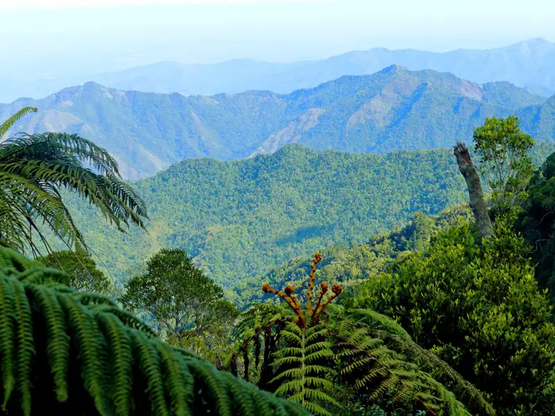 Tabakpflanzen auf einem Feld in Viñales, Kuba. Die Mogotes-Berge sind im Hintergrund sichtbar.