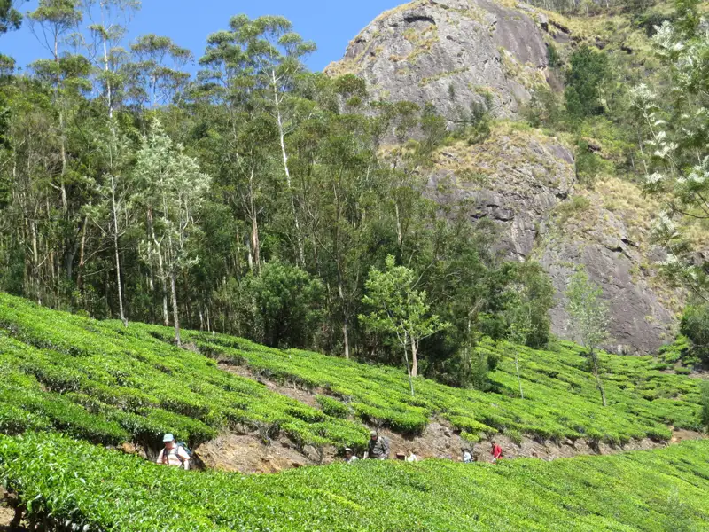Wanderer durchqueren Teeplantagen am Hang eines Berges.