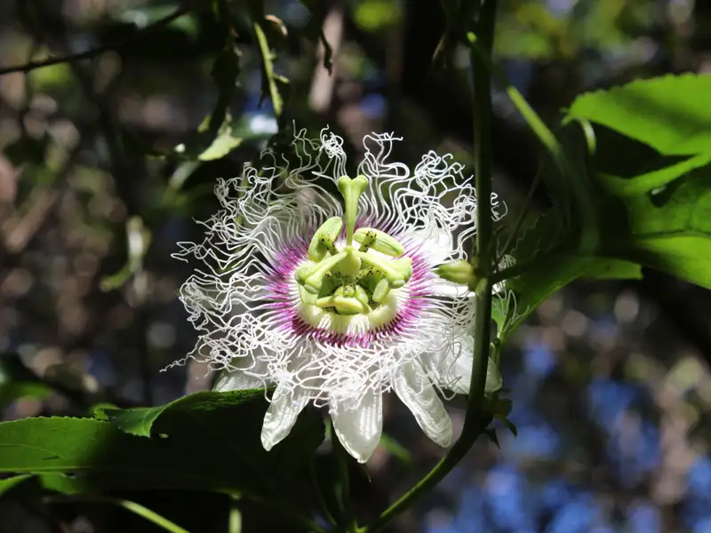 Detaillierte Ansicht einer Passionsblume.