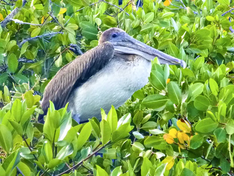Pelikan ruht im Laub