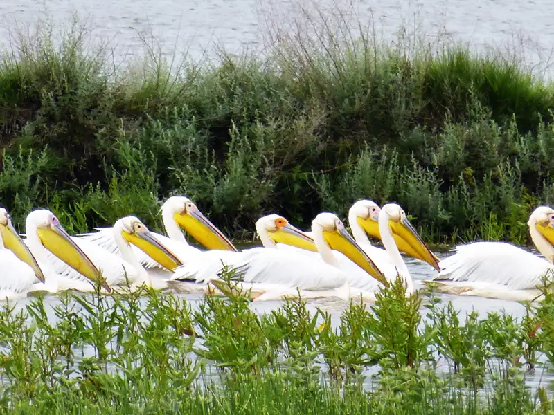 Pelikane schwimmen im Wasser.