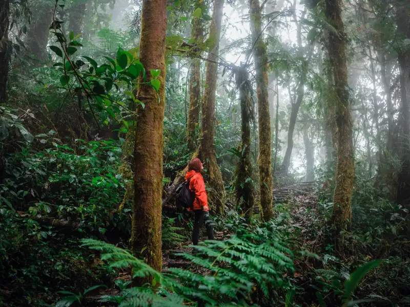 Wanderer im nebeligen Dschungel.