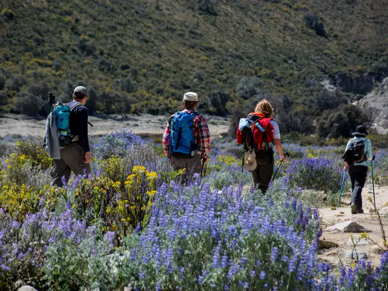 Wanderer mit Rucksäcken und Wanderstöcken auf einem Bergpfad inmitten von Wildblumen.