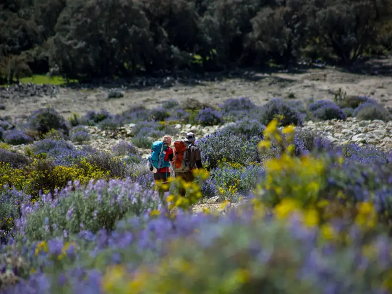 Wanderer auf einem Pfad, umgeben von lila und gelben Wildblumen.