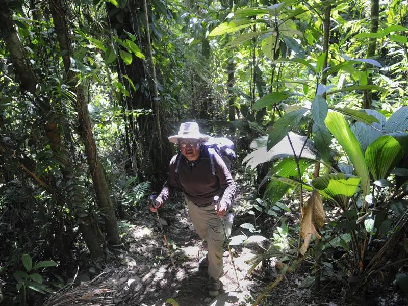 Wanderer im Dschungel