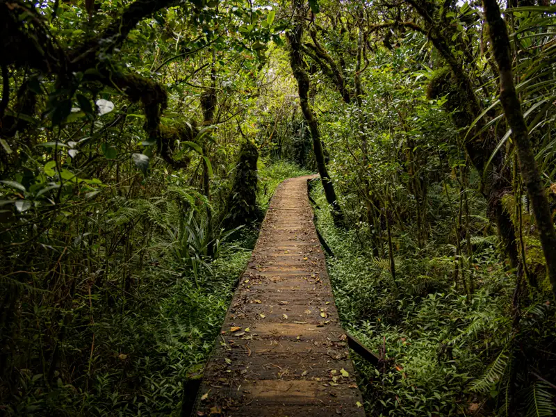 Holzsteg im Dschungel