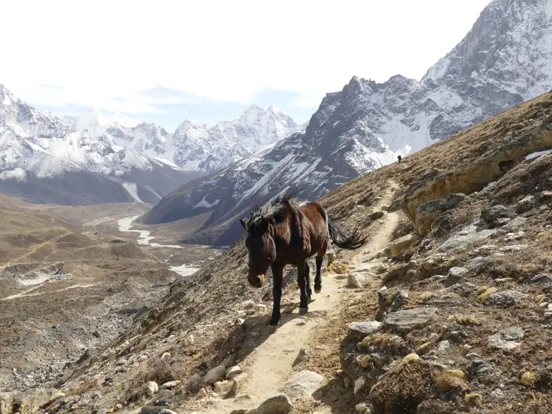 Lastpferd auf einem Bergpfad im Himalaya mit schneebedeckten Gipfeln im Hintergrund.