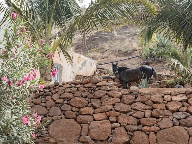 Ein Pferd auf einer Reise steht hinter einer Steinmauer, umgeben von lokaler Flora.