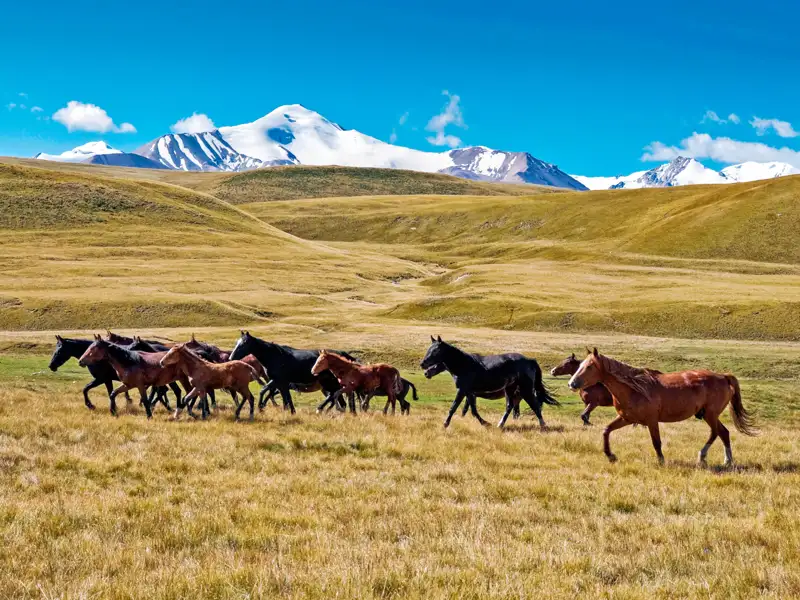 Wildpferdeherde in einer Berglandschaft