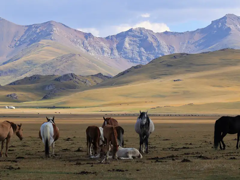 Pferde grasen auf einer Hochebene mit Bergen im Hintergrund.