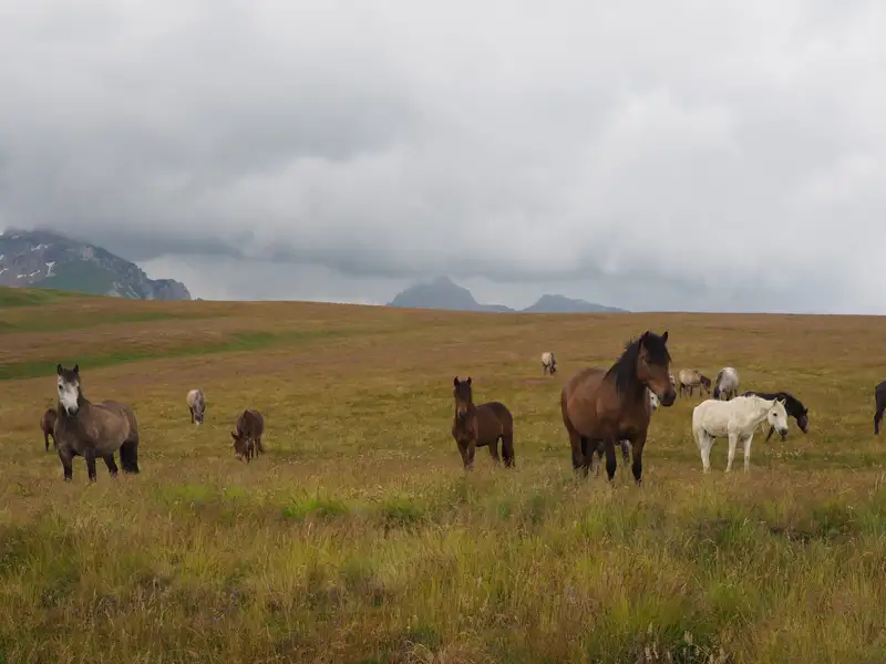 Wildpferde grasen auf einer Bergweide mit Bergen im Hintergrund.