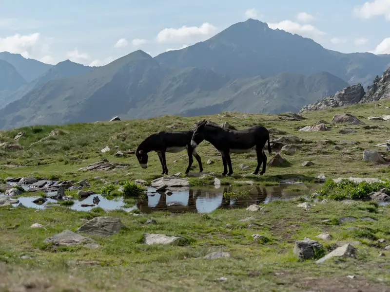 Zwei Esel in einer Berglandschaft an einem Wasserloch.
