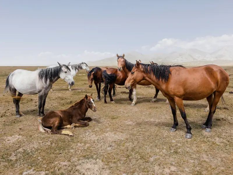 Pferde auf einer Weide, darunter ein Fohlen.