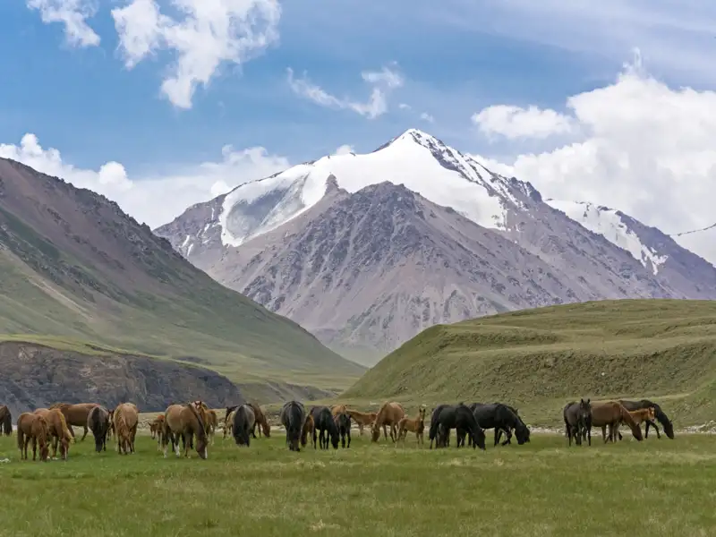 Pferde grasen am Fuße eines schneebedeckten Berges.