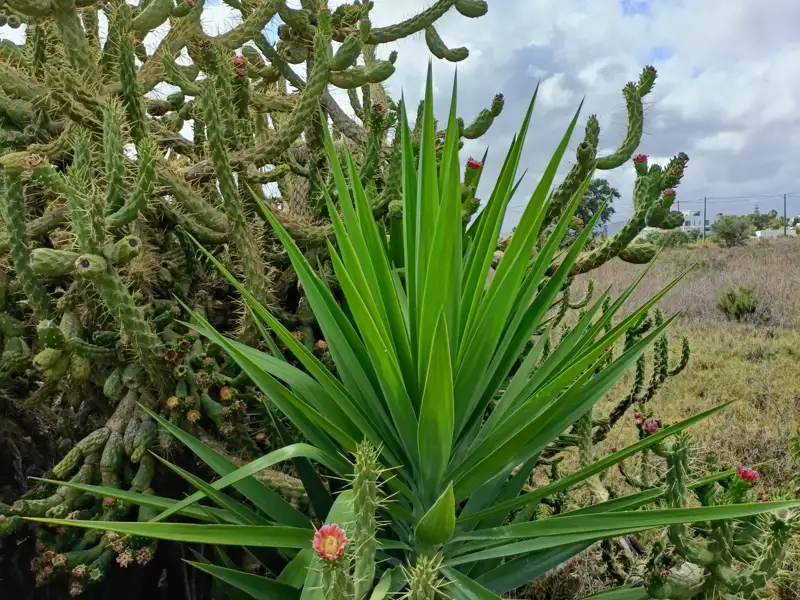 Yucca-Pflanze und Kaktus