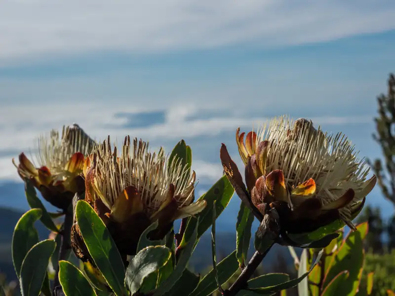 Drei Protea-Blüten im Vordergrund, mit verschwommenen Bergen und einem blauen Himmel im Hintergrund.
