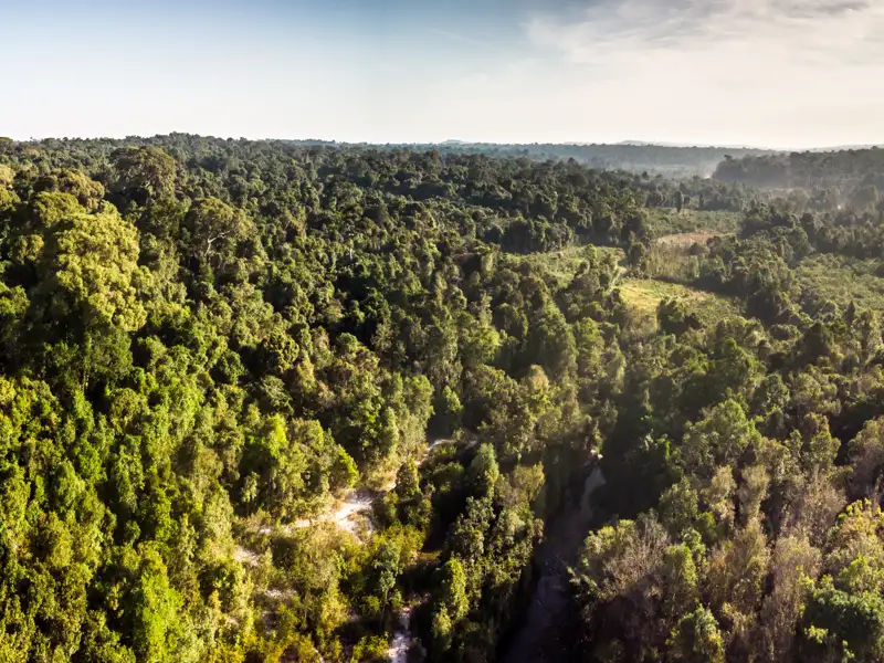 Luftaufnahme eines dichten Waldes mit verschiedenen Grüntönen.