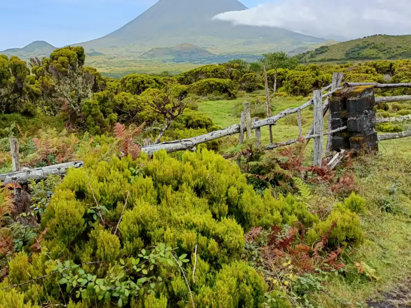 Vulkanlandschaft mit Zaun und Vegetation.