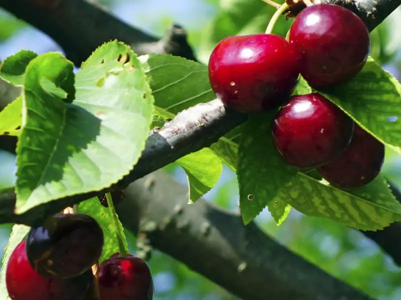Rote Kirschen hängen an einem Kirschbaumzweig.