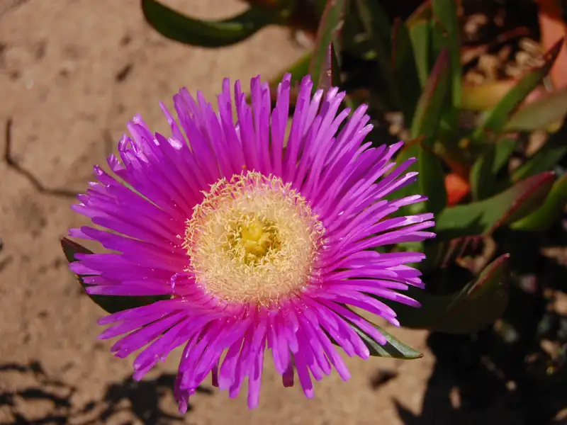Pinkfarbene Blume mit gelber Mitte.