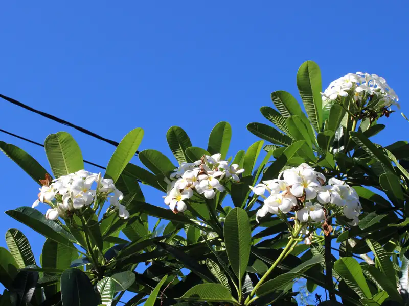 Weiße Blüten und grüne Blätter einer Pflanze vor blauem Himmel.