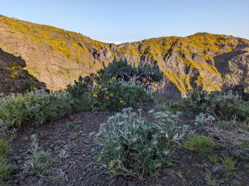Gelb blühende Berglandschaft mit Vegetation im Vordergrund.