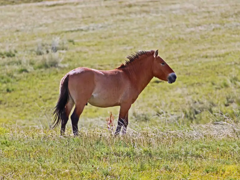 Ein Przewalski-Pferd steht in einer Graslandschaft.